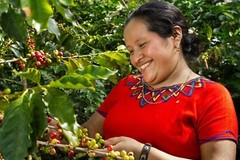 Guatemala Huehuetenango unroasted green coffee beans, Organic, coop-grown, 4lbs