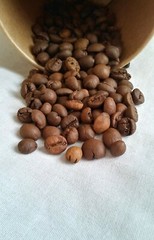 1 lb authentic Kopi Luwak Gayo wild Civet whole beans coffee roasted