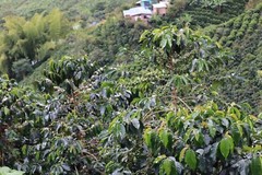 Green Unroasted coffee beans 5 pounds Colombia Pink Bourbon Honey Process