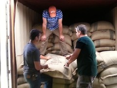 Lavanta Coffee Costa Rica Tarrazu Arabica Green or Roasted Coffee
