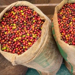 2 lbs of AUTHENTIC Kona Extra Fancy Coffee – Free Shipping! Roasted to Order!