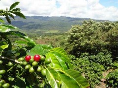 Costa Rican Geisha Reserve Coffee Beans Medium Roasted 6 Pounds In 1 Pound Bags