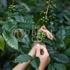THE BEAN CO Mysore Nuggets (Channi, 250 g) Free Shipping World Wide