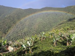Green Unroasted coffee beans 10 pounds Colombia Pink Bourbon washed. NEW CROP!!!