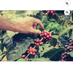 Alto Grande Premium Whole Bean Coffee, 100 Percent Puerto Rico Arabica 2lb